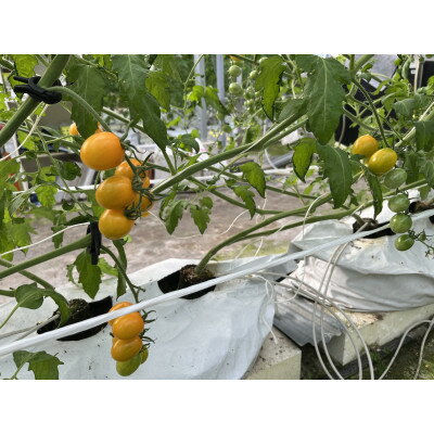 【ふるさと納税】新ミニトマト甘っこミックスセット【1483676】 - 画像3