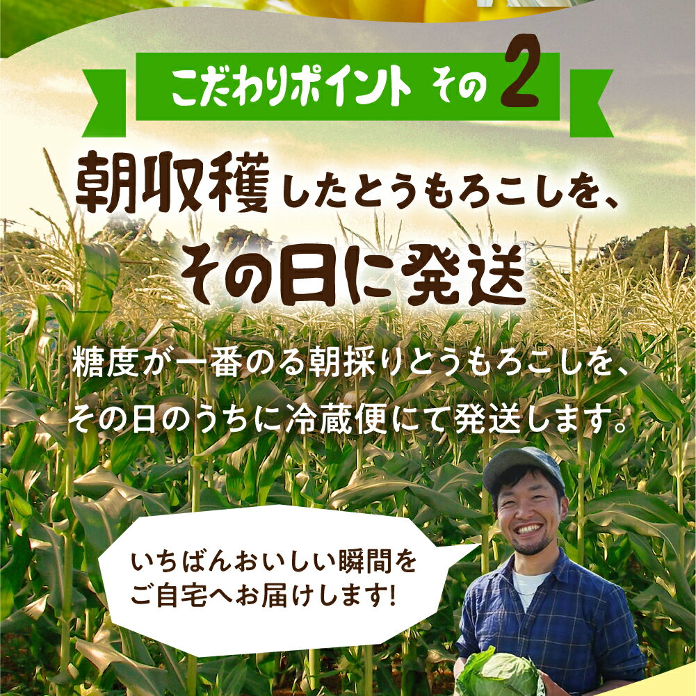 【ふるさと納税】《先行予約》高評価 平均糖度20以上 極甘とうもろこし 8~10本 以上 鮮度保持袋入り 発送時期が選べる 朝採り 人気 甘い 訳あり ワケアリ 本 簡単調理 まるで フルーツ 送料無料 高レビュー 数量限定 2025年 先行予約 楽天限定 サムネイル3
