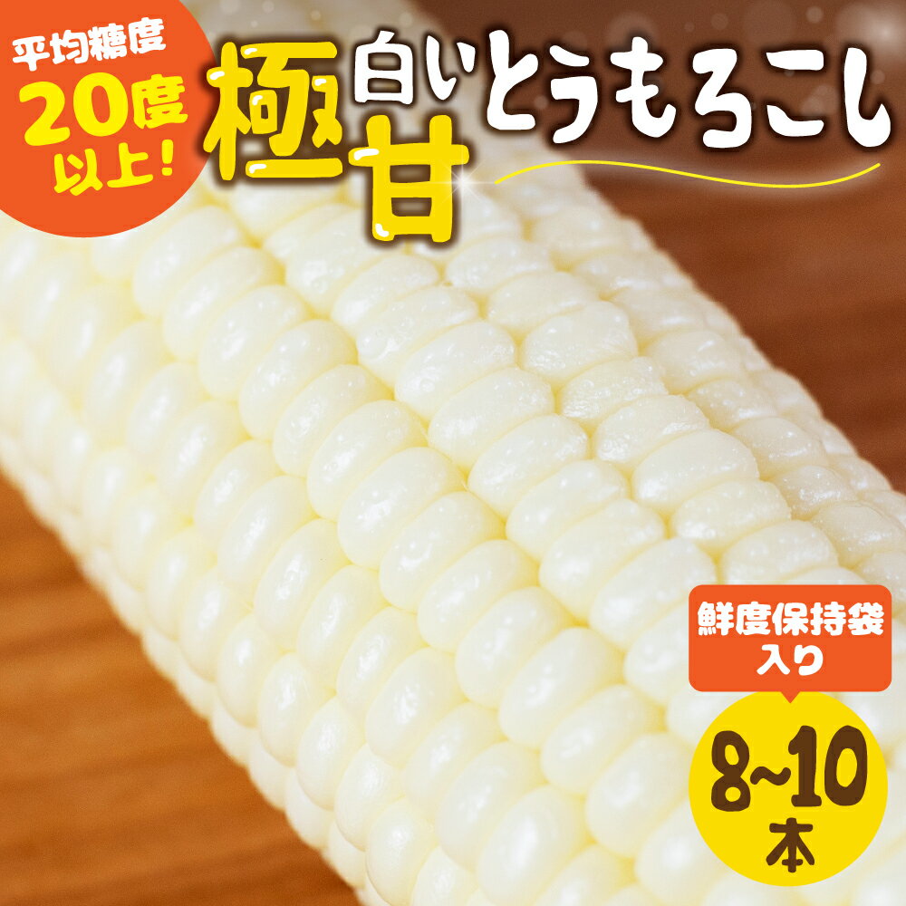 《先行予約》高評価 平均糖度20以上 白い極甘とうもろこし 8本〜10本 発送時期が選べる 朝採り 人気 甘い 簡単調理 まるで フルーツ 送料無料 高レビュー 数量限定 2025年 先行予約