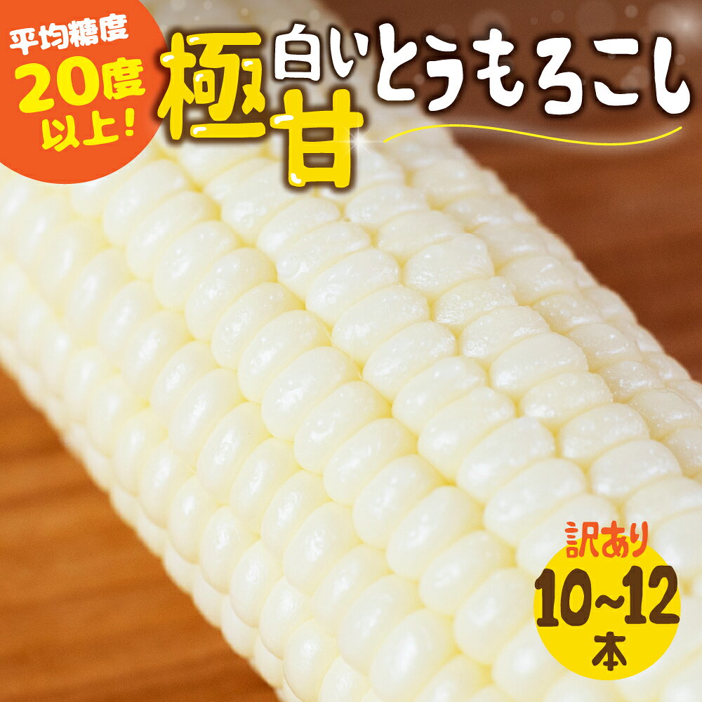 《先行予約》高評価 平均糖度20以上 白い極甘とうもろこし 10本〜12本 発送時期が選べる 朝採り 人気 甘い 訳あり ワケアリ 簡単調理 まるで フルーツ 送料無料 高レビュー 数量限定 2025年 先行予約 楽天限定