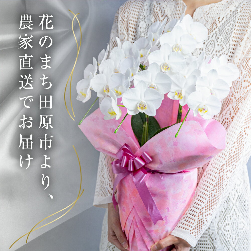 【ふるさと納税】 胡蝶蘭 ミディ ＼大満足の高評価★4.9／ 2本立ち (16輪〜20輪) 中村洋ラン 白色 陶器鉢寄せ植え ギフト 鉢花 蘭 プレゼント 洋ラン 生花 お花 お祝い お供え 開店祝い 冠婚葬祭 蘭 新築祝い 記念日 母の日 贈り物 誕生日 お届け日指定 田原市 サムネイル2