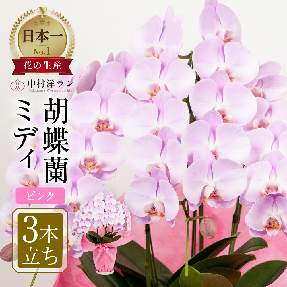 《母の日までにお届け》高評価☆4.8 胡蝶蘭 ミディ 中村洋ラン ピンク 3本立ち (25輪〜30輪) 陶器鉢寄せ植え ギフト 鉢花 蘭 プレゼント 洋ラン 生花 お花 お祝い 開店祝い 就任祝い 冠婚葬祭 蘭 母の日 新築祝い 記念日 ギフト 贈り物