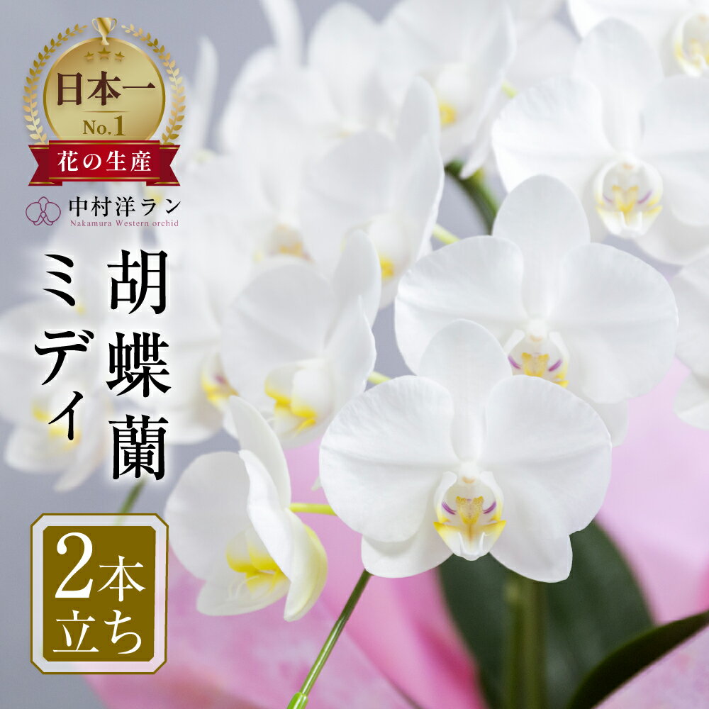 胡蝶蘭 ミディ ＼大満足の高評価★4.9／ 2本立ち (16輪〜20輪) 中村洋ラン 白色 陶器鉢寄せ植え ギフト 鉢花 蘭 プレゼント 洋ラン 生花 お花 お祝い お供え 開店祝い 冠婚葬祭 蘭 新築祝い 記念日 母の日 贈り物 誕生日 お届け日指定 田原市