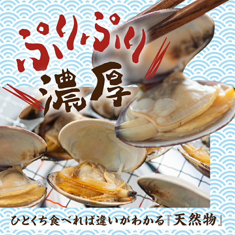 【ふるさと納税】旬の渥美産 ＼高評価★4.6／ 天然 活あさり 1.5kg / 2kg 先行予約 あさり 国産 アサリ 採れたて 砂抜き 海鮮 魚介類 魚介 貝 送料無料 サイズ 不揃い 訳あり 産地直送 田原市 海産物 愛知県 サムネイル3