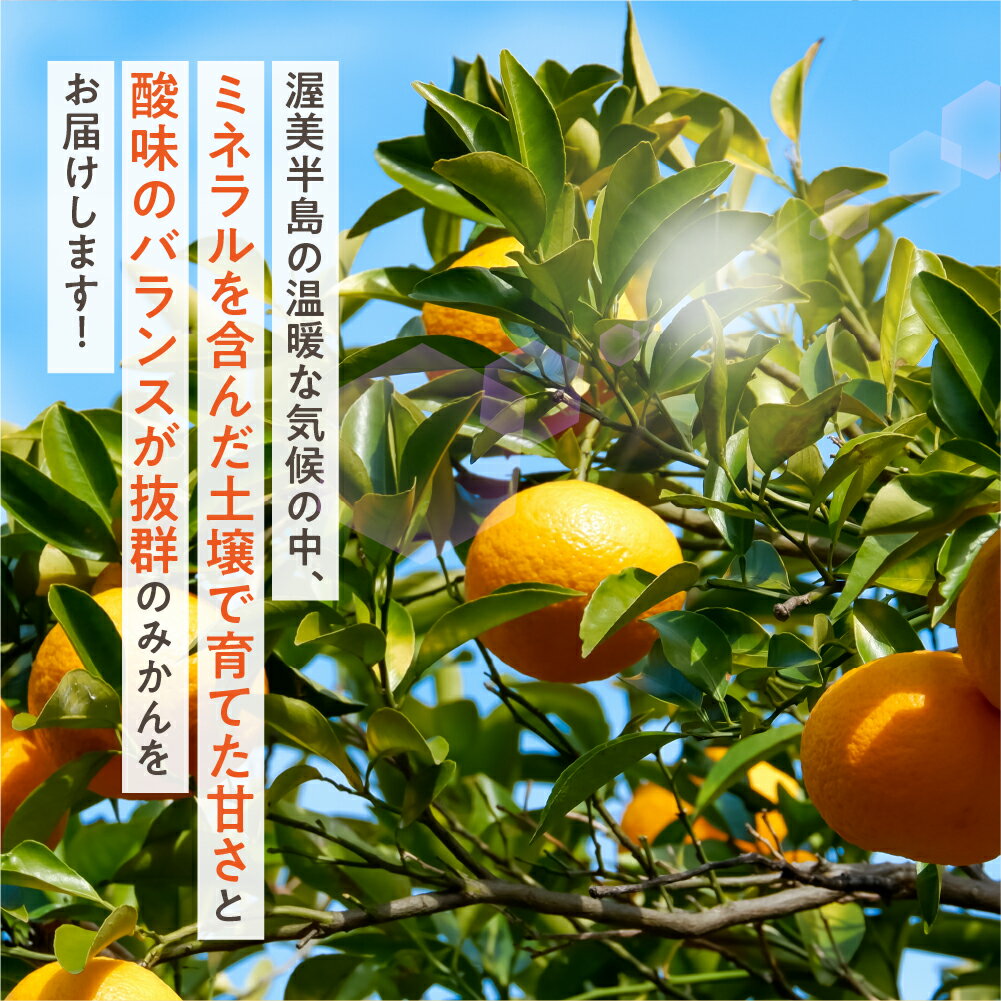 【ふるさと納税】【先行予約】（訳あり）渥美半島の伊良湖みかん 10kg（箱重量込み） みかん ミカン mikan 蜜柑 送料無料 フルーツ 果物 大容量 渥美半島 甘い 濃厚 コク ジューシー 応援 寄附 産地直送 田原市 愛知県 ご家庭用 サムネイル2
