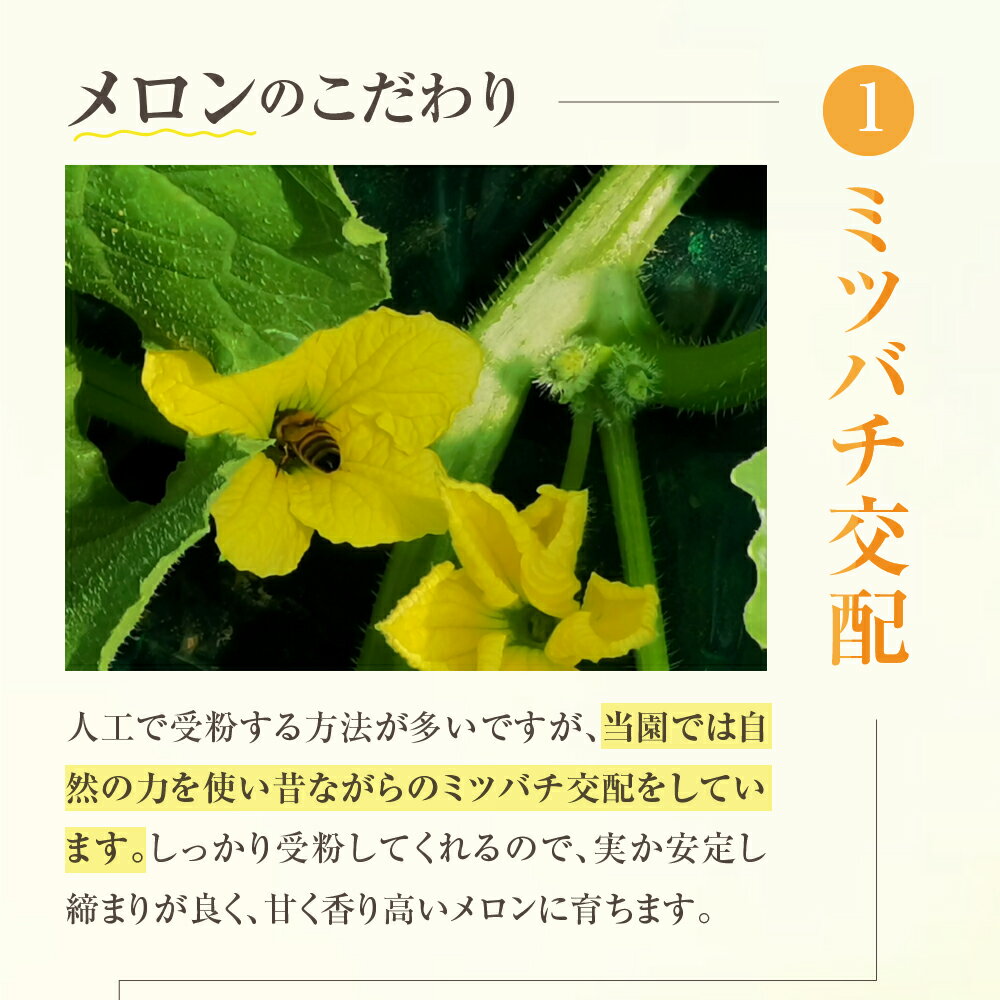 【ふるさと納税】【先行予約】2026年 渥美半島産　青木さんちのタカミメロン 樹上完熟 4玉～5玉 約5kg メロン タカミメロン 青肉メロン 完熟 フルーツ 果物 デザート 農家直送 送料無料 熟成 メロン 糖度 メロン 青肉 サムネイル3