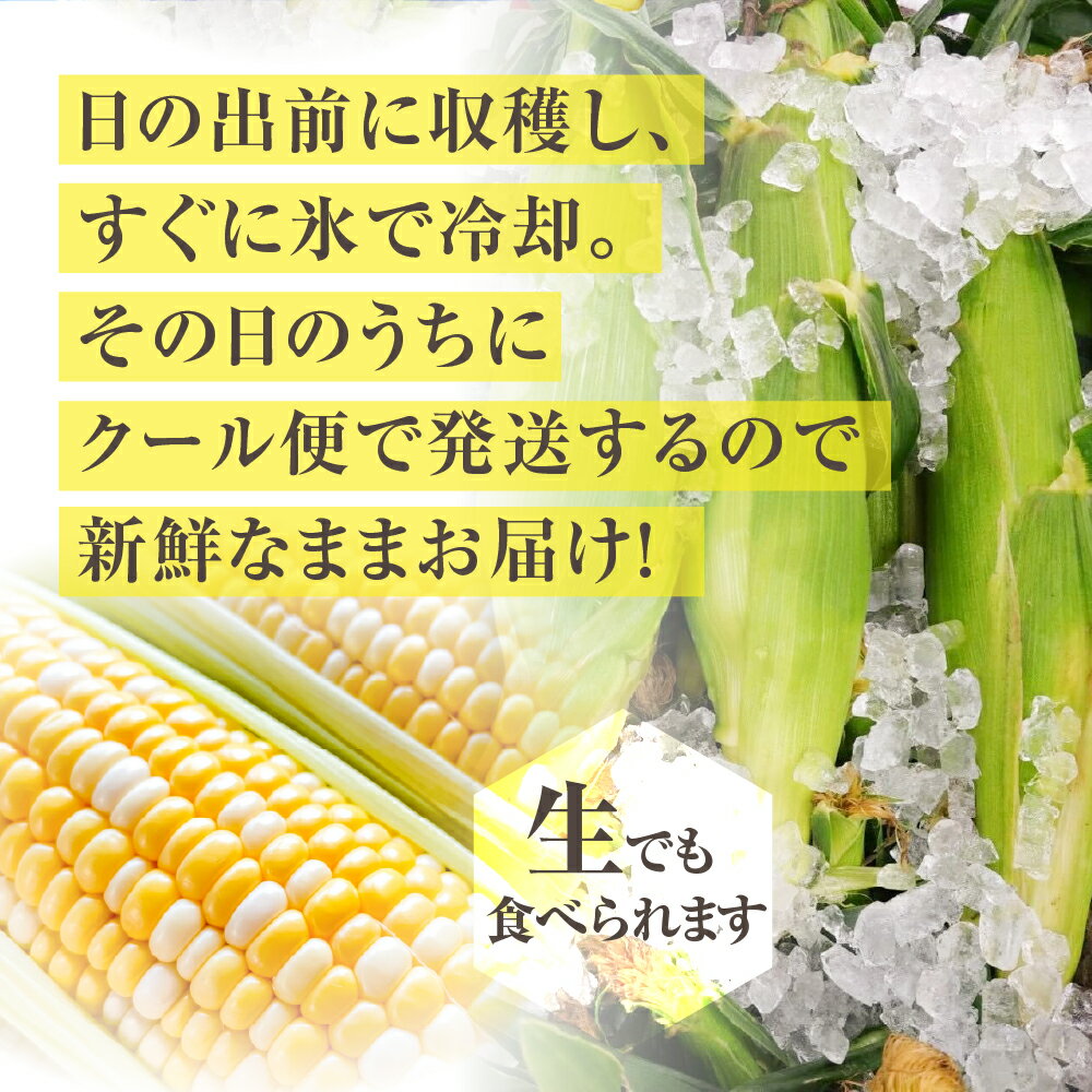 【ふるさと納税】【先行予約】2026年 氷締め 寺田さんち とうもろこし バイカラー 選べる本数 5本～24本 約4kg 渥美半島産 野菜 朝採れ デザート 農家直送 送料無料 朝採れ コーン 野菜 キャンプ BBQ バーベキュー おやつ 田原市 渥美半島 愛知県 夏 旬 サムネイル2