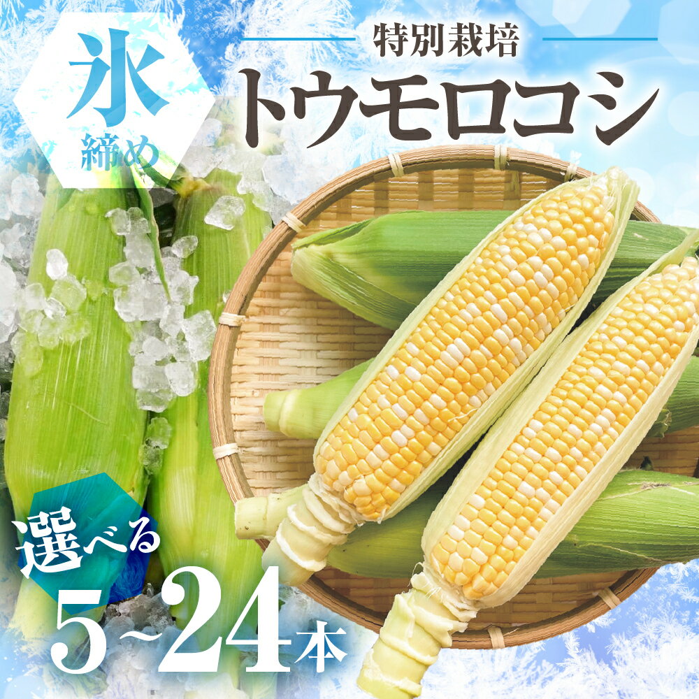 【先行予約】2026年 氷締め 寺田さんち とうもろこし バイカラー 選べる本数 5本～24本 約4kg 渥美半島産 野菜 朝採れ デザート 農家直送 送料無料 朝採れ コーン 野菜 キャンプ BBQ バーベキュー おやつ 田原市 渥美半島 愛知県 夏 旬