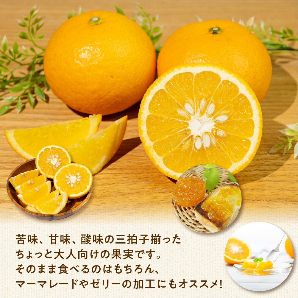 【ふるさと納税】大橋農園の ご家庭用 甘夏 10kg 甘夏 あまなつ 柑橘 柑橘類 フルーツ 果物 旬 訳あり ワケアリ 訳アリ 愛知県 田原市 渥美半島 サムネイル2