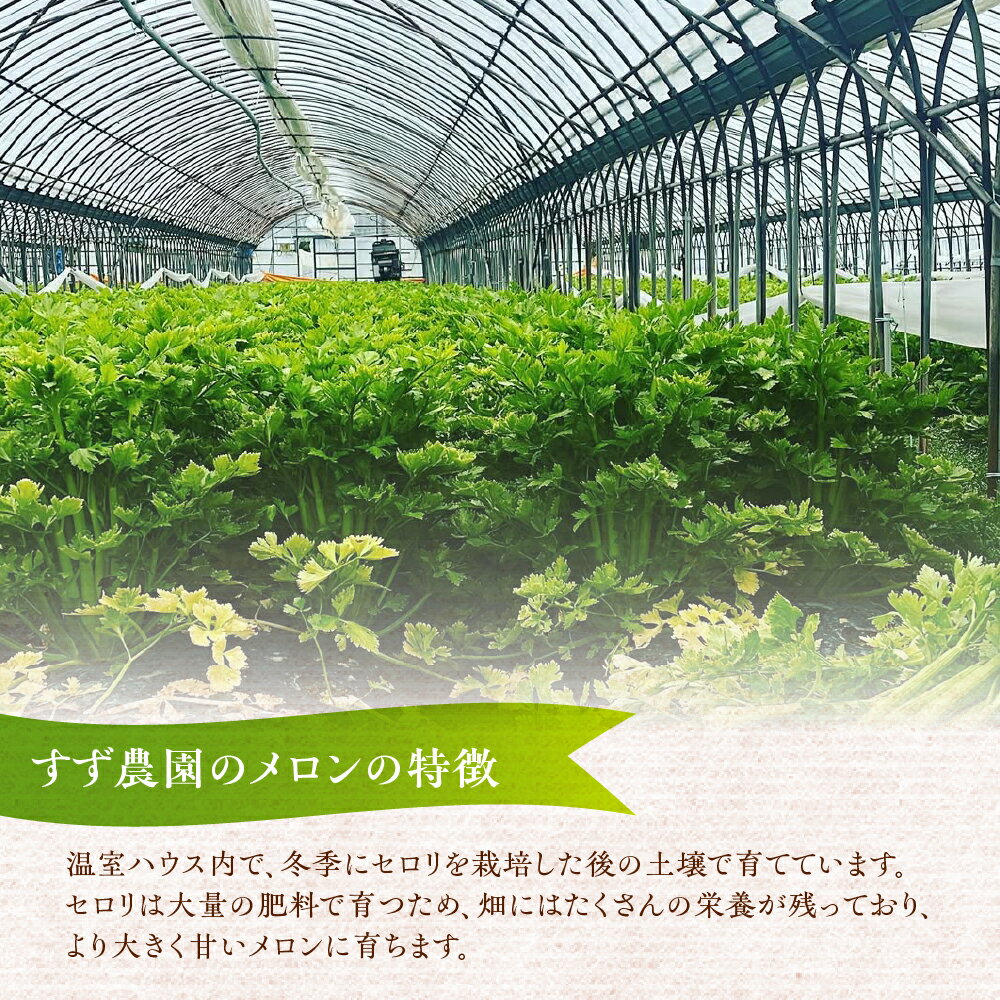 【ふるさと納税】【先行予約】すず農園 オルフェメロン4玉 オルフェメロン メロン ハウスメロン デザート フルーツ 果物 旬 お盆 愛知県 田原市 渥美半島 メロン 糖度 メロン 青肉 ド甘い 暑さ 対策 暑さ対策 サムネイル3