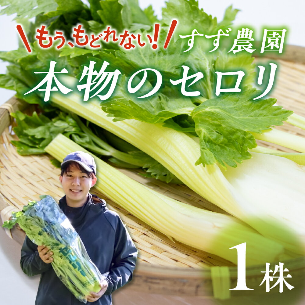 【先行予約】すず農園 すず農園 セロリ 1株 本物のセロリ 野菜 新鮮 農家直送 サラダ スープ セロリ 香味野菜 旬 愛知県 田原市 渥美半島 県内 1位