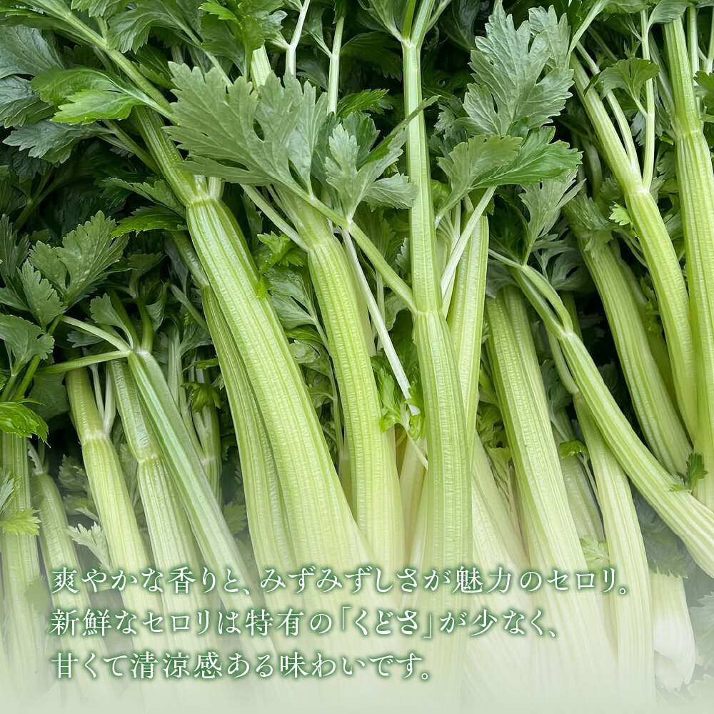 【ふるさと納税】【先行予約】すず農園 すず農園 セロリ 1株 本物のセロリ 野菜 新鮮 農家直送 サラダ スープ セロリ 香味野菜 旬 愛知県 田原市 渥美半島 県内 1位 - 画像2