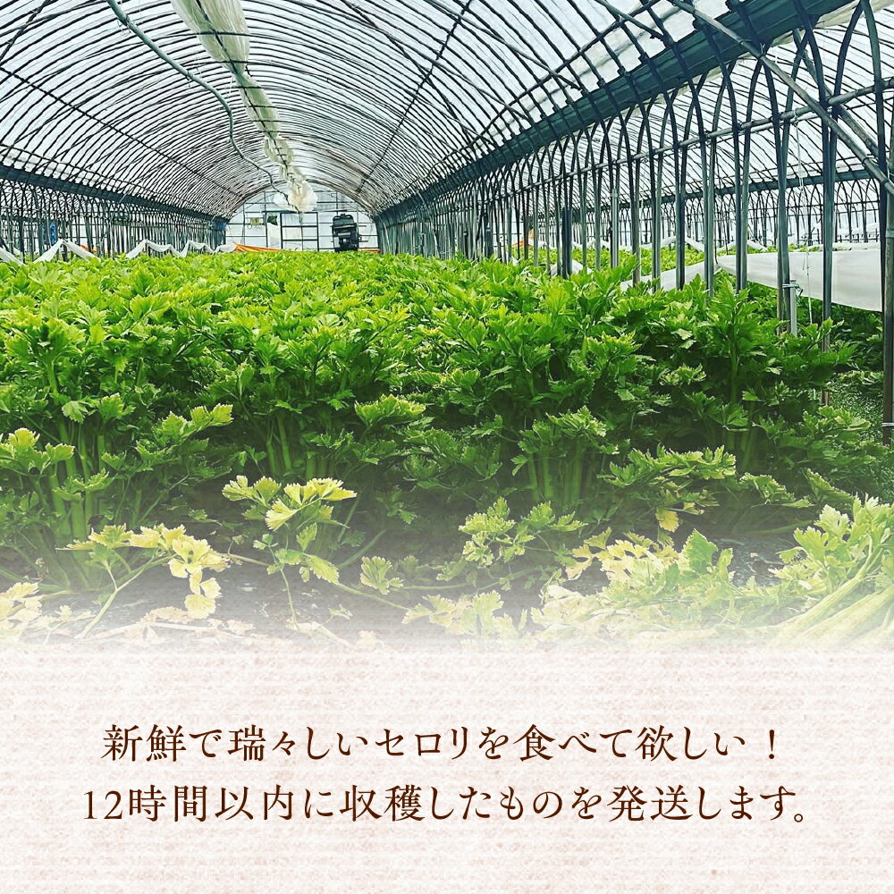 【ふるさと納税】【先行予約】すず農園 すず農園 セロリ 1株 本物のセロリ 野菜 新鮮 農家直送 サラダ スープ セロリ 香味野菜 旬 愛知県 田原市 渥美半島 県内 1位 - 画像3