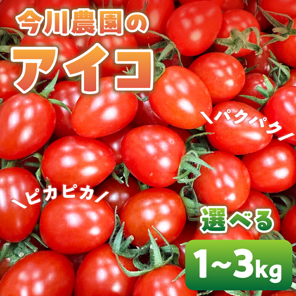 【先行予約】今川農園のミニトマト アイコ 選べる1～3kg 先行予約受付 期間限定 季節限定 野菜 国産 完熟 やさい フルーツ トマト 完熟 千果 ミニトマト イエロー プチトマト イエロートマト プチ お弁当 贈り物 おやつ サラダ 送料無料 産地直送