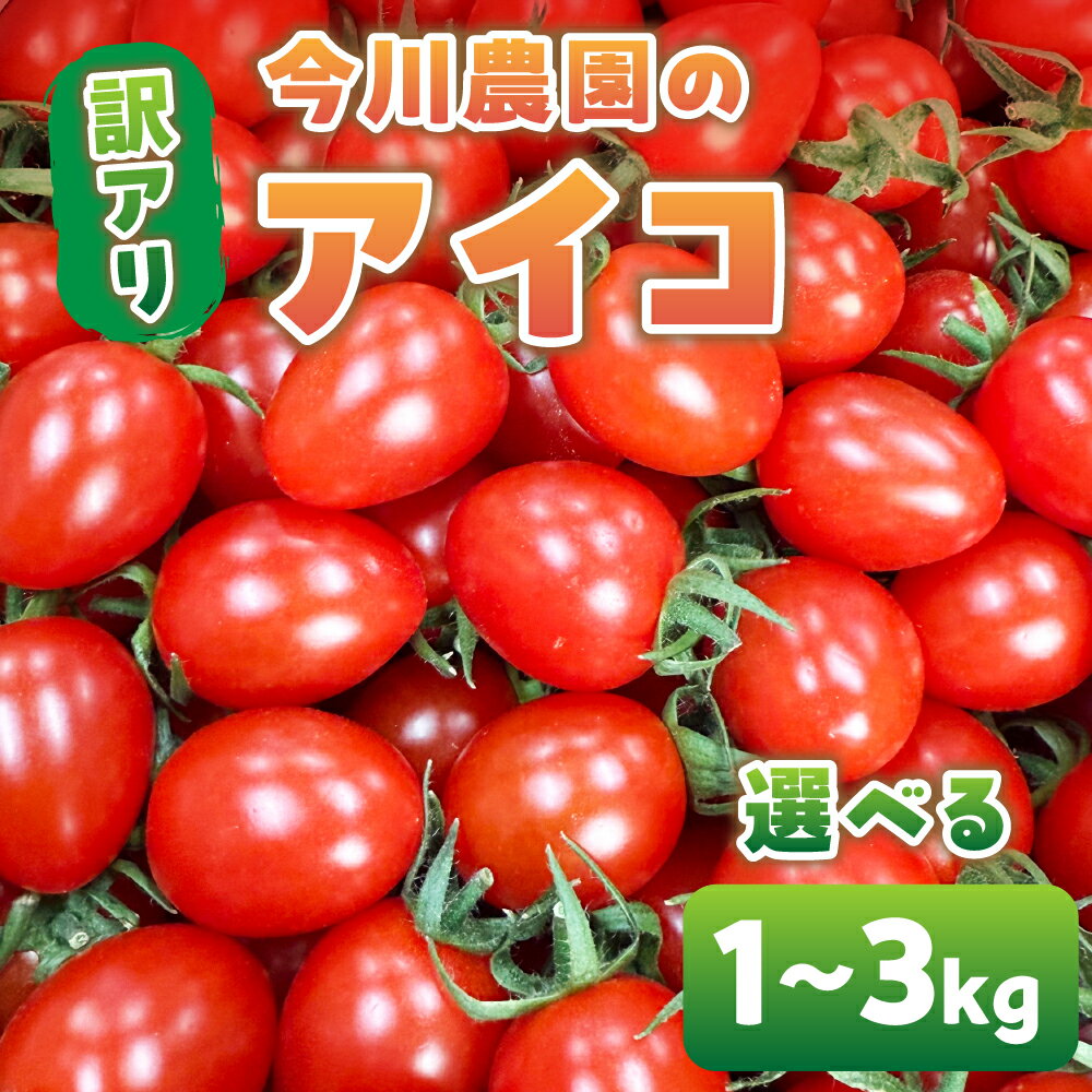 【先行予約】今川農園のミニトマト 訳ありアイコ 選べる1～3kg 先行予約受付 期間限定 季節限定 野菜 国産 完熟 やさい フルーツ トマト 完熟 千果 ミニトマト イエロー プチトマト イエロートマト プチ お弁当 贈り物 おやつ サラダ 送料無料 産地直送