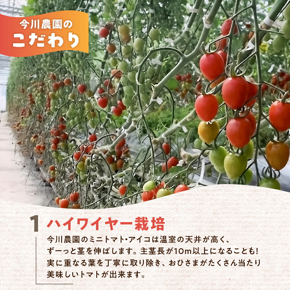 【ふるさと納税】【先行予約】今川農園のミニトマト アイコ 選べる1～3kg 先行予約受付 期間限定 季節限定 野菜 国産 完熟 やさい フルーツ トマト 完熟 千果 ミニトマト イエロー プチトマト イエロートマト プチ お弁当 贈り物 おやつ サラダ 送料無料 産地直送 - 画像3