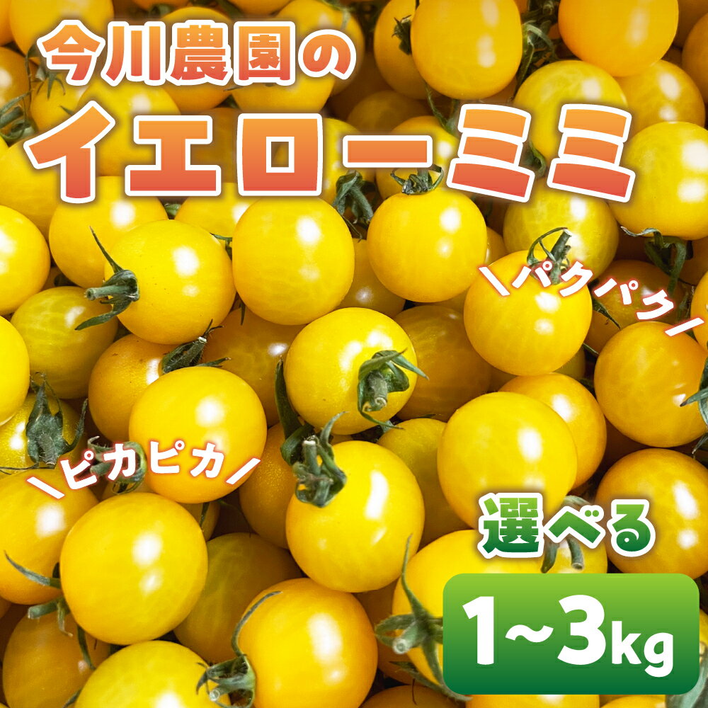 【先行予約】今川農園のミニトマト イエローミミ 選べる1～3kg 先行予約受付 期間限定 季節限定 野菜 国産 完熟 やさい フルーツ トマト 完熟 千果 ミニトマト イエロー プチトマト イエロートマト プチ お弁当 贈り物 おやつ サラダ 送料無料 産地直送