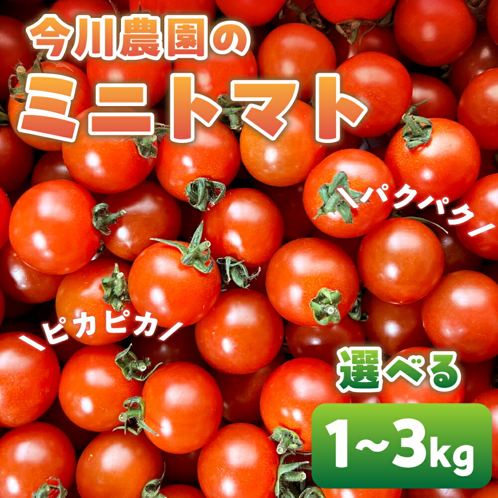 【先行予約】今川農園のミニトマト 選べる1～3kg 先行予約受付 期間限定 季節限定 野菜 国産 完熟 やさい フルーツ トマト 完熟 千果 ミニトマト プチ お弁当 贈り物 おやつ サラダ 送料無料 産地直送