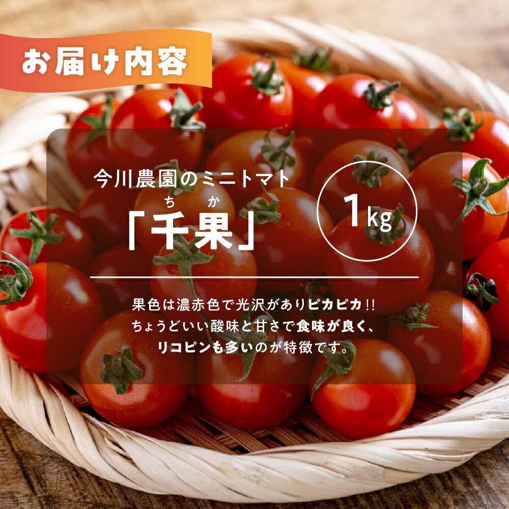 【ふるさと納税】【先行予約】今川農園のミニトマト 選べる1～3kg 先行予約受付 期間限定 季節限定 野菜 国産 完熟 やさい フルーツ トマト 完熟 千果 ミニトマト プチ お弁当 贈り物 おやつ サラダ 送料無料 産地直送 - 画像2