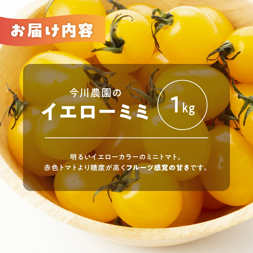 【ふるさと納税】【先行予約】今川農園のミニトマト イエローミミ 選べる1～3kg 先行予約受付 期間限定 季節限定 野菜 国産 完熟 やさい フルーツ トマト 完熟 千果 ミニトマト イエロー プチトマト イエロートマト プチ お弁当 贈り物 おやつ サラダ 送料無料 産地直送 - 画像2