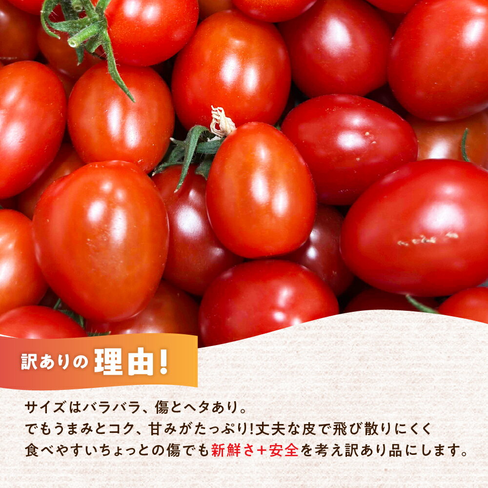 【ふるさと納税】【先行予約】今川農園のミニトマト 訳ありアイコ 選べる1～3kg 先行予約受付 期間限定 季節限定 野菜 国産 完熟 やさい フルーツ トマト 完熟 千果 ミニトマト イエロー プチトマト イエロートマト プチ お弁当 贈り物 おやつ サラダ 送料無料 産地直送 - 画像3