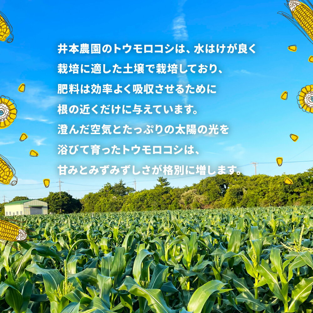 【ふるさと納税】【先行予約】井本農園の朝採れトウモロコシ 12本 とうもろこし デザート 農家直送 送料無料 朝採れ コーン 野菜 キャンプ BBQ バーベキュー おやつ 田原市 渥美半島 愛知県 夏 旬 - 画像2