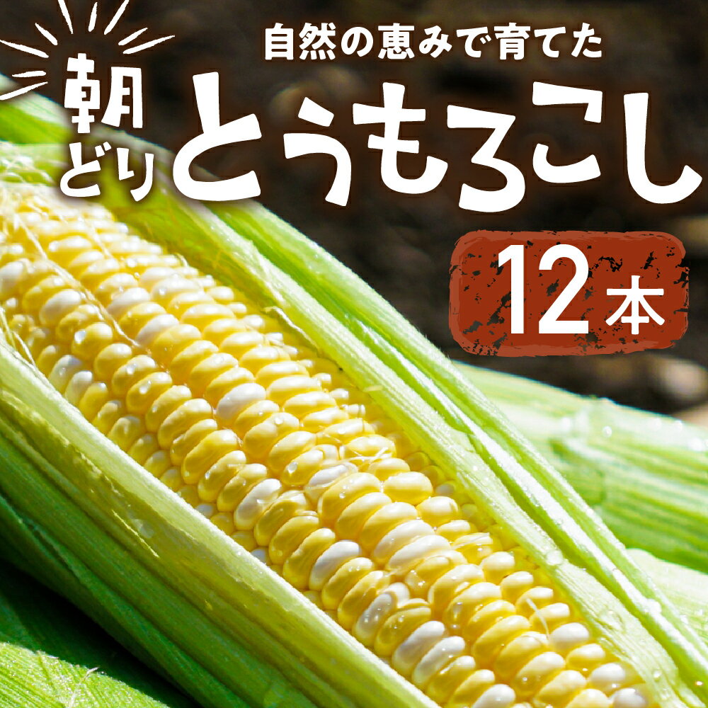 【先行予約】自然の恵みで育った 朝どりとうもろこし 6本～12本 とうもろこし 朝採り トウモロコシ コーン 農家直送 旬 期間限定 野菜 ノンケミカル 6月 7月 愛知県 田原市 渥美半島 冷蔵 送料無料
