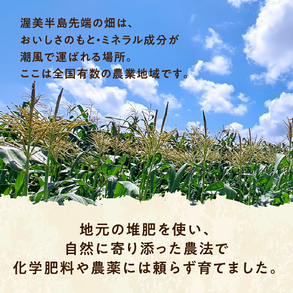 【ふるさと納税】【先行予約】自然の恵みで育った 朝どりとうもろこし 6本～12本 とうもろこし 朝採り トウモロコシ コーン 農家直送 旬 期間限定 野菜 ノンケミカル 6月 7月 愛知県 田原市 渥美半島 冷蔵 送料無料 サムネイル3