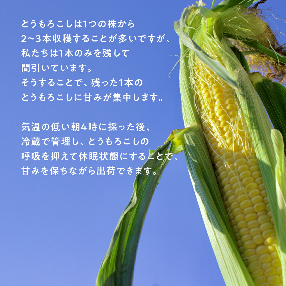 【ふるさと納税】【先行予約】自然の恵みで育った 朝どりとうもろこし 6本～12本 とうもろこし 朝採り トウモロコシ コーン 農家直送 旬 期間限定 野菜 ノンケミカル 6月 7月 愛知県 田原市 渥美半島 冷蔵 送料無料 サムネイル2