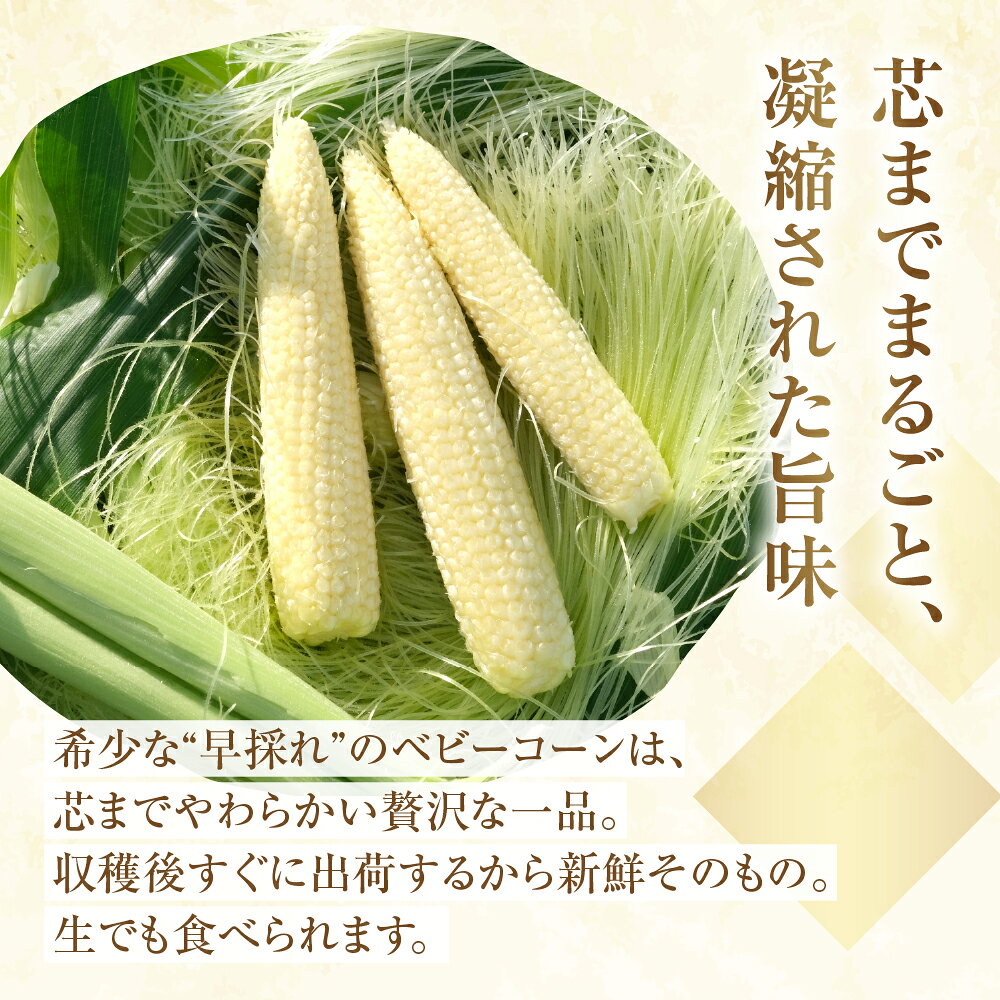 【ふるさと納税】＜先行予約＞温室栽培 早採れ プレミアム ベビーコーン 1.8kg以上 20本~25本 M〜Lサイズ コーン ヤングコーン とうもろこし トウモロコシ 旬 予約 Seaside Agriculture - 画像2