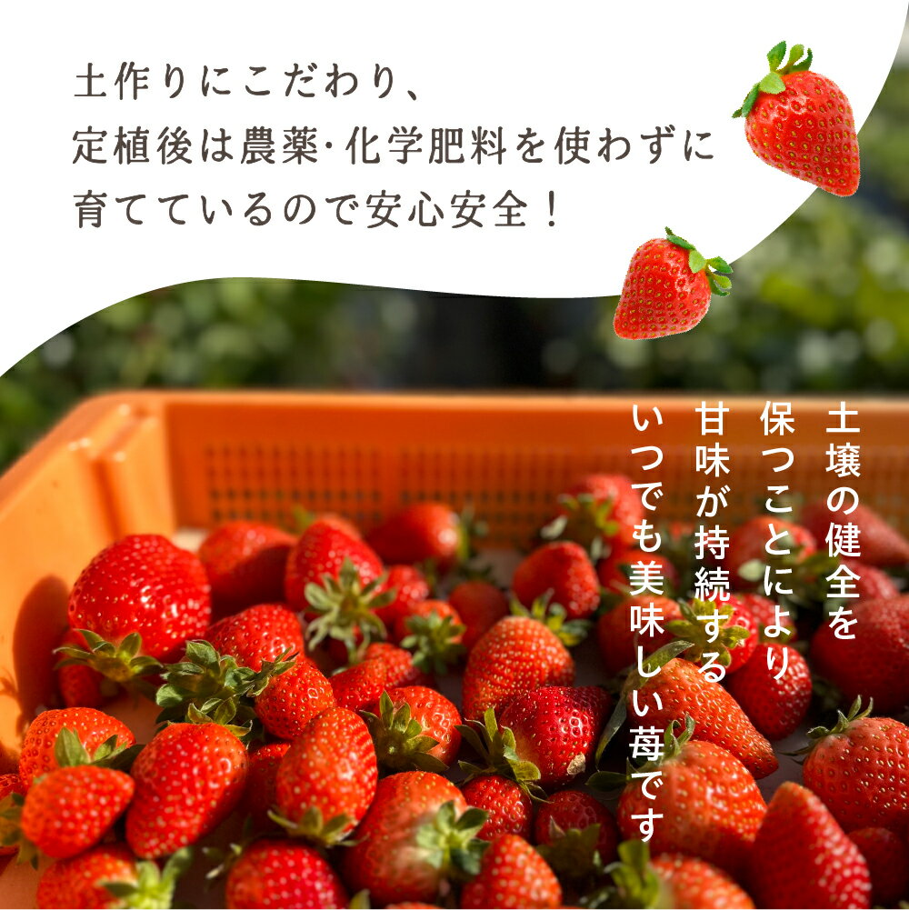 【ふるさと納税】【先行予約】安心安全！職人が作るおまかせ苺 選べる 2種 / 4種 食べ比べセット いちご 苺 おまかせ のため 訳あり 食べ比べ セット 安心 安全 国産 愛知県 田原市 渥美半島 サムネイル2