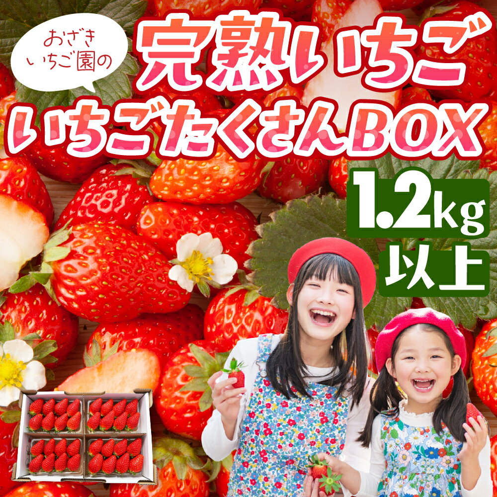完熟いちご 1.2kg以上 いちごたくさんBOX いちご イチゴ 苺 章姫 大粒 ストロベリー ベリー ジャム いちごジャム イチゴジャム いちご狩り いちご園 おざきいちご園 渥美半島 愛知県 田原市