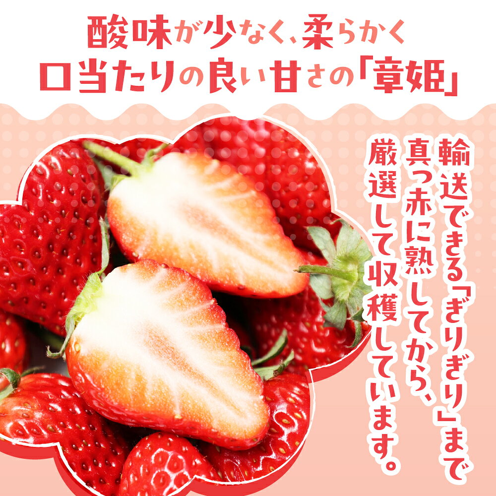 【ふるさと納税】完熟いちご 1.2kg以上 いちごたくさんBOX いちご イチゴ 苺 章姫 大粒 ストロベリー ベリー ジャム いちごジャム イチゴジャム いちご狩り いちご園 おざきいちご園 渥美半島 愛知県 田原市 サムネイル2