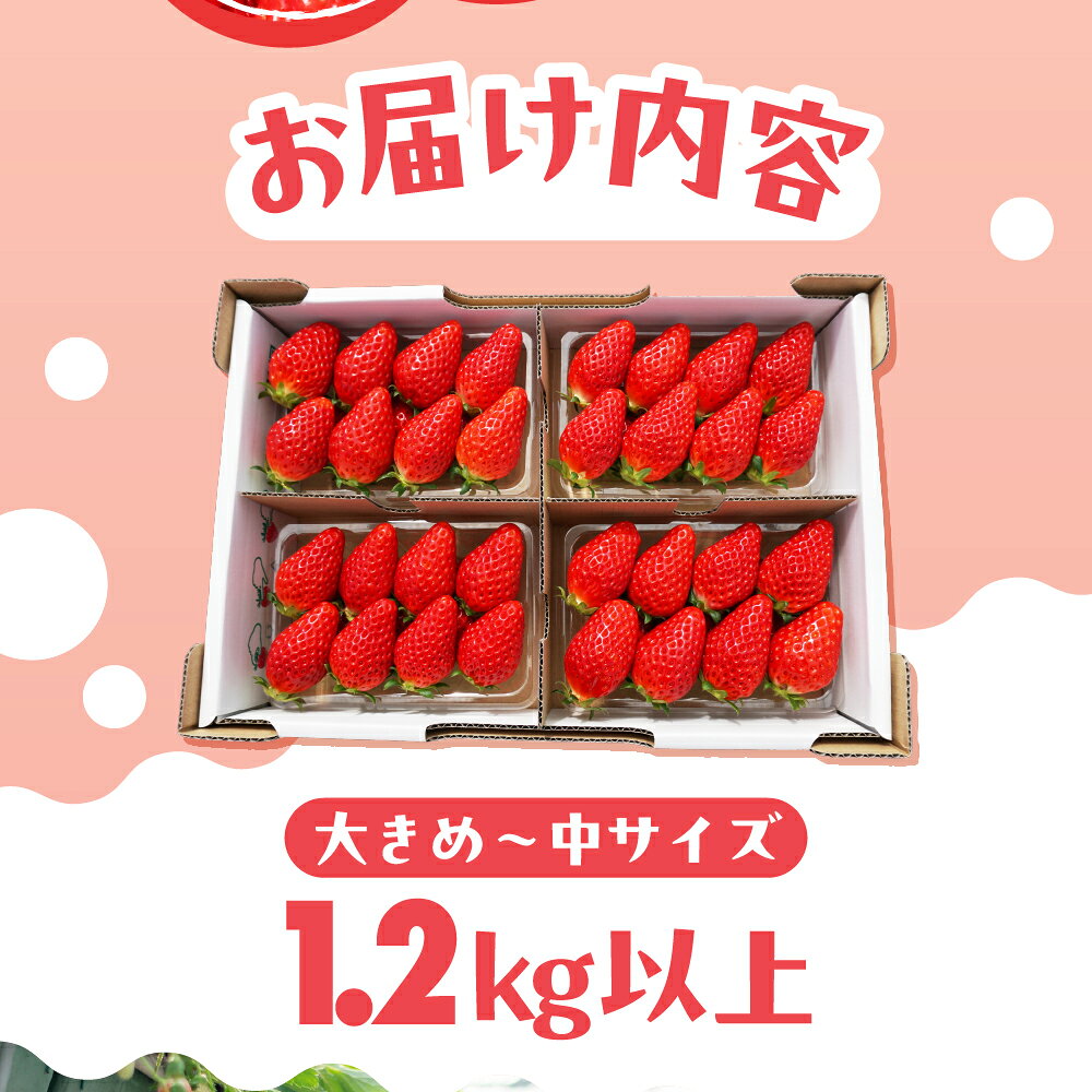 【ふるさと納税】完熟いちご 1.2kg以上 いちごたくさんBOX いちご イチゴ 苺 章姫 大粒 ストロベリー ベリー ジャム いちごジャム イチゴジャム いちご狩り いちご園 おざきいちご園 渥美半島 愛知県 田原市 サムネイル3