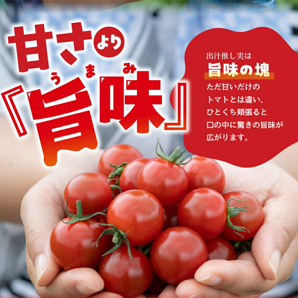 【ふるさと納税】グランプリ受賞 極旨 ミニトマト 1.5kg だしの出るトマト 新鮮 完熟トマト 出汁推し実 フルーツトマト 季節限定 健康 トマト 濃厚 とまと 薄皮 入手困難 幻 プチ 先行予約 産地直送 冷蔵 送料無料 サムネイル2