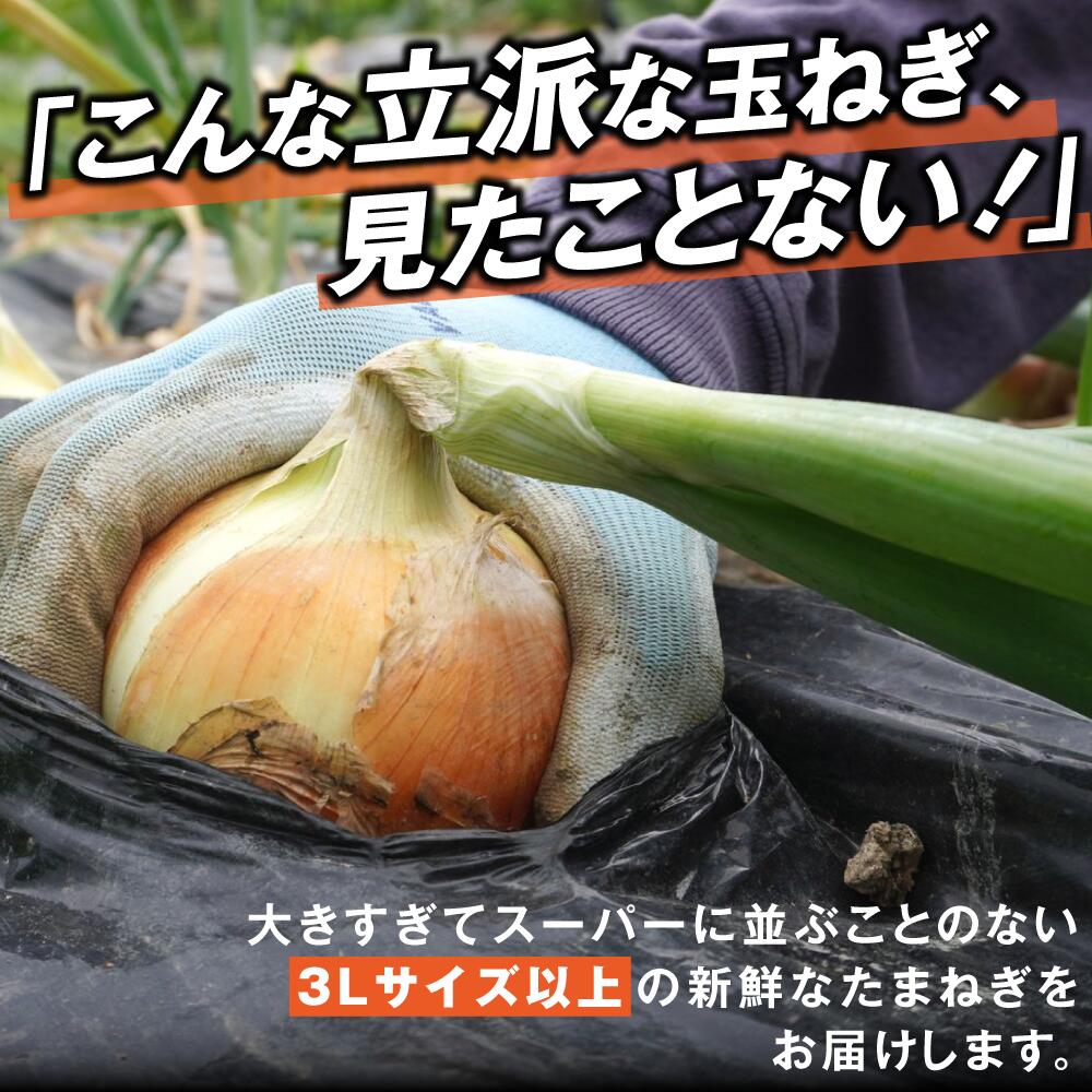 【ふるさと納税】《先行予約》　がんこ玉ねぎ　5kg ~10kg　玉葱 野菜 旬 サイズお任せ 産地直送 田原市 送料無料 - 画像2