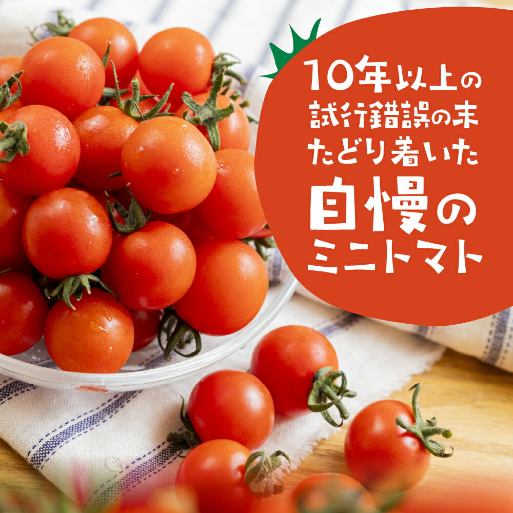 【ふるさと納税】旨み詰め込み ミニトマト 1.8kg 先行予約受付 期間限定 季節限定 野菜 国産 完熟 やさい フルーツ トマト 完熟 キャロル ミニトマト プチ お弁当 贈り物 おやつ サラダ 送料無料 産地直送 - 画像2