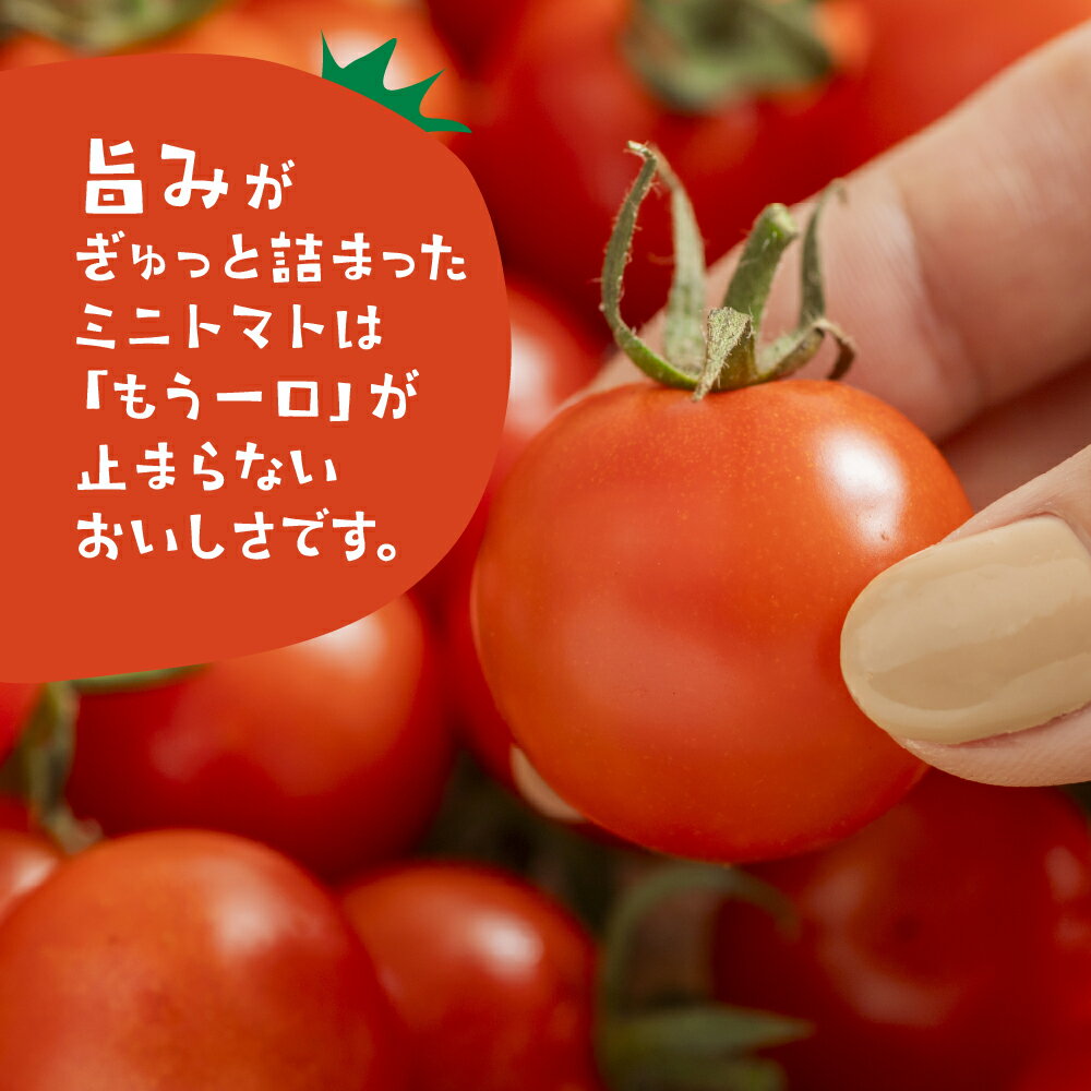 【ふるさと納税】旨み詰め込み ミニトマト 1.8kg 先行予約受付 期間限定 季節限定 野菜 国産 完熟 やさい フルーツ トマト 完熟 キャロル ミニトマト プチ お弁当 贈り物 おやつ サラダ 送料無料 産地直送 - 画像3
