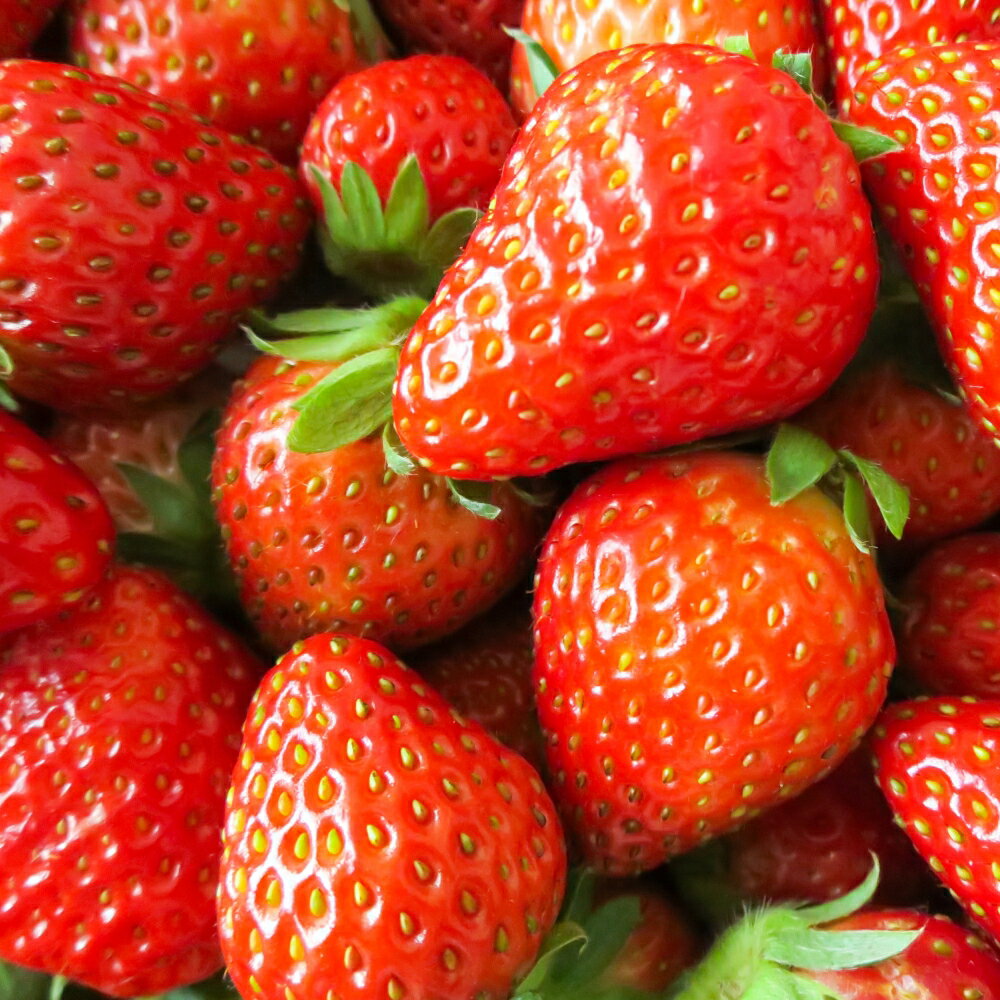 【ふるさと納税】≪先行予約≫ 苺園 ほんだびれっじの苺 4パック 計約1200g (約300g×4) 激甘 イチゴ 1.2kg 激甘 いちご 激甘 苺 果物 激甘 くだもの 激甘 フルーツ 贅沢品 激甘 贈答品 激甘 お取り寄せ 愛知県 田原市 渥美半島 産地直送 送料無料 サムネイル2