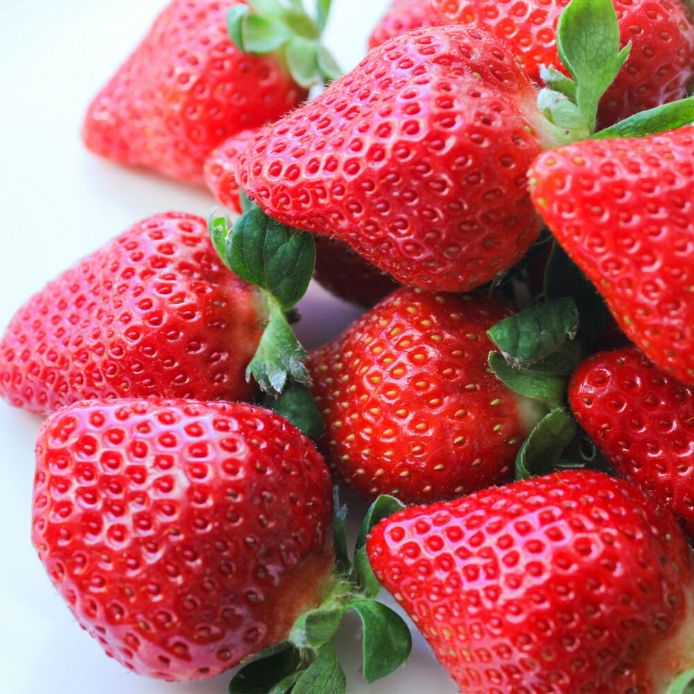 【ふるさと納税】≪先行予約≫ 苺園 ほんだびれっじの苺 4パック 計約1200g (約300g×4) 激甘 イチゴ 1.2kg 激甘 いちご 激甘 苺 果物 激甘 くだもの 激甘 フルーツ 贅沢品 激甘 贈答品 激甘 お取り寄せ 愛知県 田原市 渥美半島 産地直送 送料無料 サムネイル3