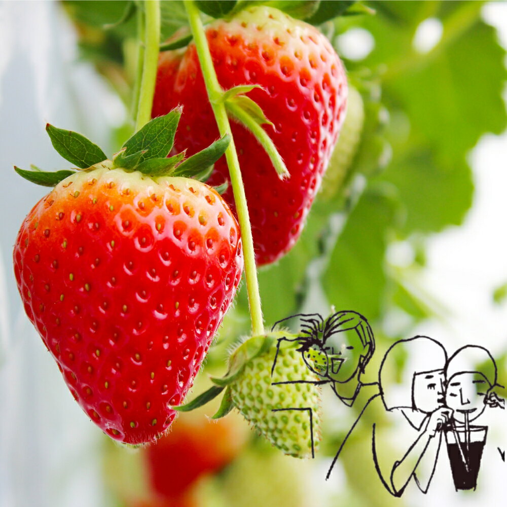 ≪先行予約≫ 苺園 ほんだびれっじの苺 4パック 計約1200g (約300g×4) 激甘 イチゴ 1.2kg 激甘 いちご 激甘 苺 果物 激甘 くだもの 激甘 フルーツ 贅沢品 激甘 贈答品 激甘 お取り寄せ 愛知県 田原市 渥美半島 産地直送 送料無料