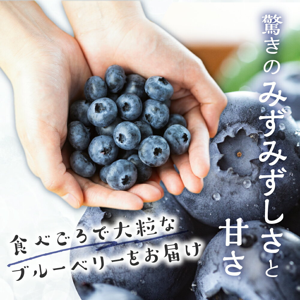 【ふるさと納税】 先行予約 完熟ブルーベリー 500g フルーツ 手摘み スイーツ 期間限定 数量限定 入手困難 ジャム 健康 大粒 旬 果物 くだもの 厳選 直送 新鮮 お菓子 素材 サムネイル2