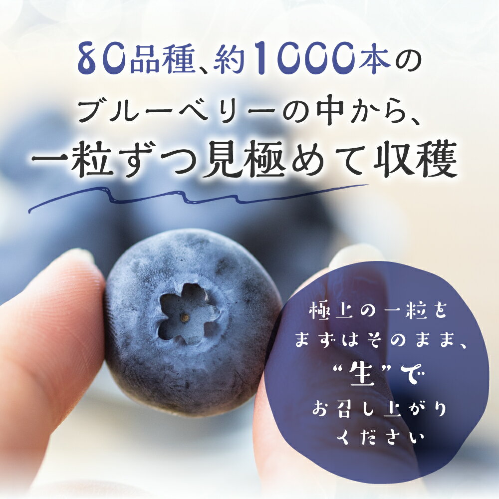 【ふるさと納税】2026年 先行予約 完熟ブルーベリー 1kg 2回 定期便 フルーツ 手摘み スイーツ 期間限定 数量限定 入手困難 ジャム 健康 大粒 旬 果物 くだもの 厳選 直送 新鮮 お菓子 素材 ブルーベリー ベリー ブルベ サムネイル3
