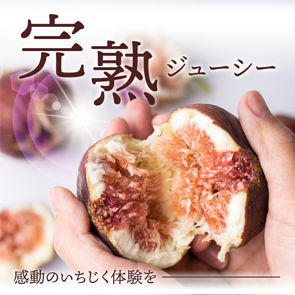 【ふるさと納税】いちじく 極 9-12玉 高評価★4.9 完熟 大玉 《先行予約》 1箱/2箱 発送時期が選べる フルーツ 日時指定可 受賞農家 果物 無花果 イチジク くだもの いちぢく ランキング 入手困難 高級 愛知県 田原市 渥美半島 人気 サムネイル3