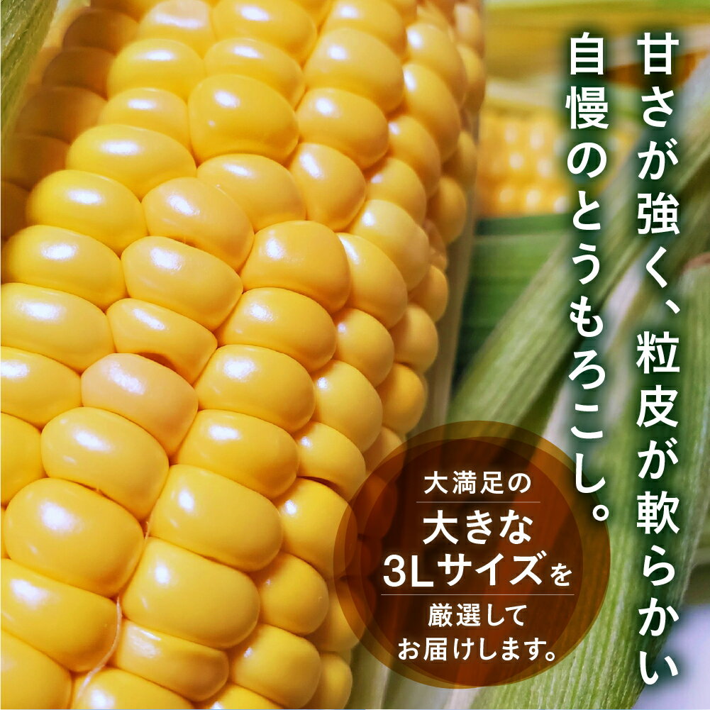 【ふるさと納税】【先行予約】 朝採り極甘 とうもろこし 3Lサイズ 12本 渥美半島産 愛知県田原市 トウモロコシ 産地直送 ビックサイズ - 画像2