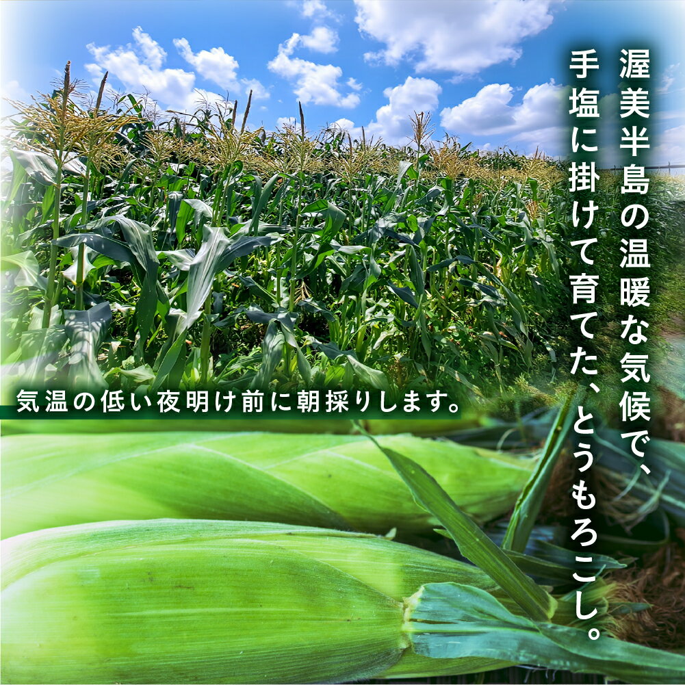 【ふるさと納税】【先行予約】 朝採り極甘 とうもろこし 3Lサイズ 12本 渥美半島産 愛知県田原市 トウモロコシ 産地直送 ビックサイズ - 画像3