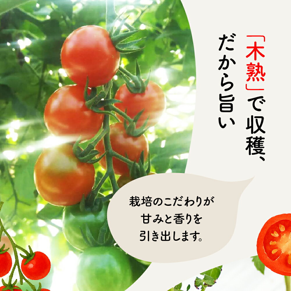 【ふるさと納税】ピッコロ トマト 1.5kg 先行予約受付 期間限定 季節限定 野菜 国産 完熟 やさい フルーツ トマト 完熟 ミニトマト プチ お弁当 贈り物 おやつ サラダ 送料無料 産地直送 - 画像2