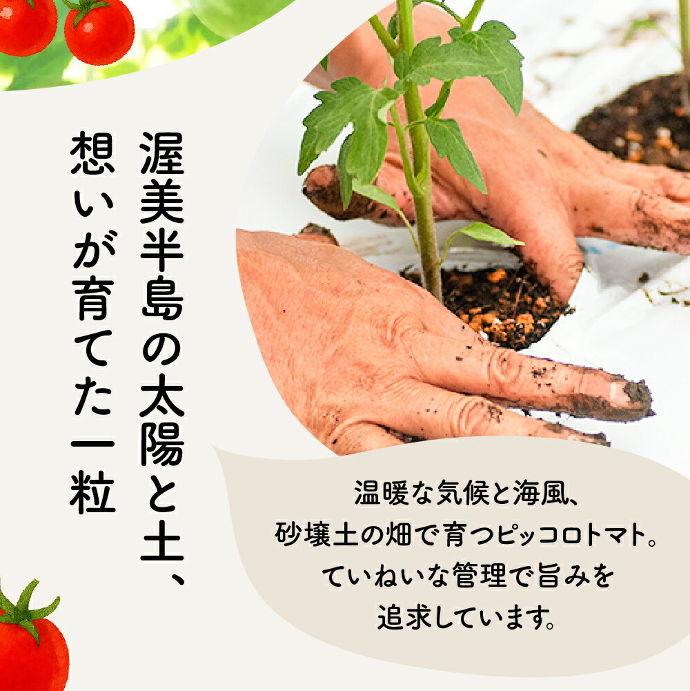 【ふるさと納税】ピッコロ トマト 1.5kg 先行予約受付 期間限定 季節限定 野菜 国産 完熟 やさい フルーツ トマト 完熟 ミニトマト プチ お弁当 贈り物 おやつ サラダ 送料無料 産地直送 - 画像3