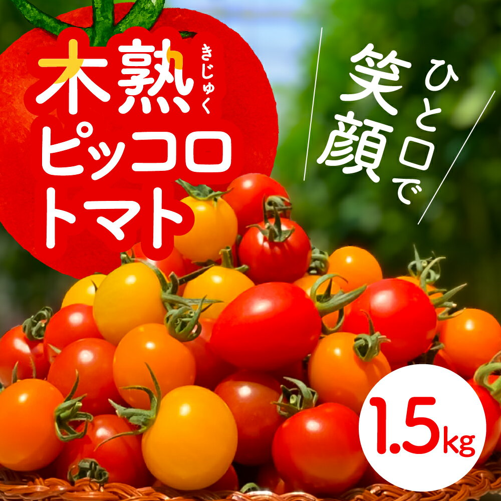 ピッコロ トマト 1.5kg 先行予約受付 期間限定 季節限定 野菜 国産 完熟 やさい フルーツ トマト 完熟 ミニトマト プチ お弁当 贈り物 おやつ サラダ 送料無料 産地直送