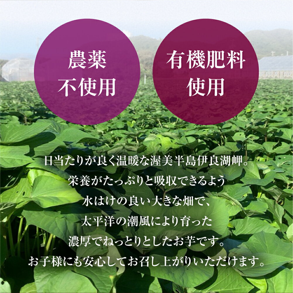 【ふるさと納税】先行予約 訳あり さつまいも 5kg / 10kg サイズ無選別 紅はるか サツマイモ 熟成 焼き芋 スイートポテト 野菜 田原市 渥美半島 大きさ不揃い サムネイル3